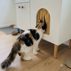 Privacy Curtains for Cat Litter Box Enclosure | Fabric Entryway Drape